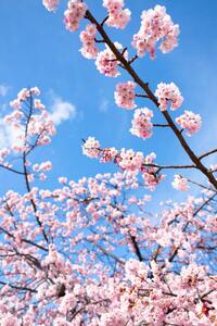 Umelecká fotografie Cherry Blossoms, Masahiro Makino, (26.7 x 40 cm)