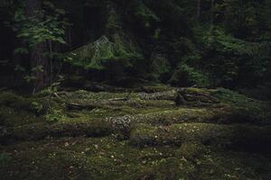 Fotografia Old coniferous forest with moss and, Schon