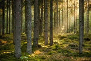 Umelecká fotografie Evening sun shining in spruce forest, Schon, (40 x 26.7 cm)