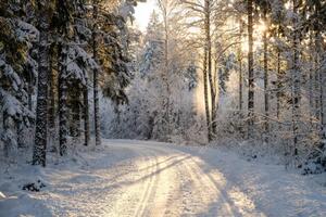 Fotografia Narrow snowy forest road on a sunny winter day, Schon