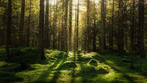 Umelecká fotografie Magical fairytale forest., Björn Forenius, (40 x 22.5 cm)