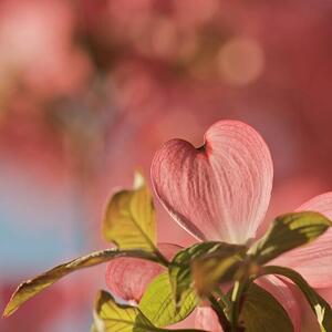 Fotografia Heart bloom, Pamela Long, (40 x 40 cm)