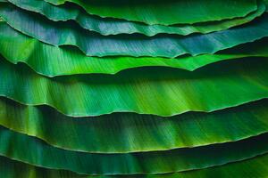 Fotografia Banana leaves are green nature., wilatlak villette, (40 x 26.7 cm)