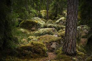 Umelecká fotografie Forest environment in a primeval forest, Schon, (40 x 26.7 cm)