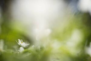 Fotografia white willows in spring in clear, Schon
