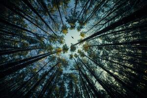 Umelecká fotografie Low angle view of trees in forest,Russia, igor kovalev / 500px, (40 x 26.7 cm)