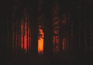 Fotografia Forest Fire, Milamai, (40 x 26.7 cm)