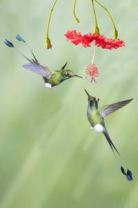 Fotografia Pair of male Booted Rackettail Hummingbirds, Hal Beral, (26.7 x 40 cm)