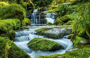 Fotografia Scenic view of waterfall in forest,Newton, Ian Douglas / 500px