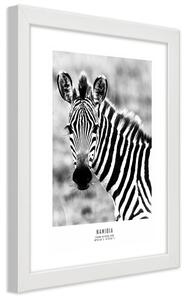 Plagát Zvedavá zebra Farba rámu: Biela, Rozmery: 30 x 45 cm