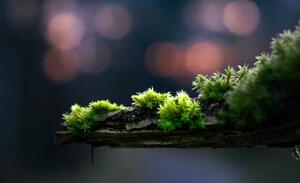 Umelecká fotografie close-up of moss on a branch, Alin Boehmer, (40 x 24.6 cm)