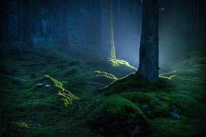 Umelecká fotografie Spruce forest with moss at night, Schon, (40 x 26.7 cm)