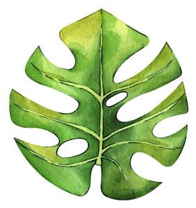 Ilustrácia Watercolor hand painted green tropical leaves,, DZHAMILIA ABDULAEVA, (40 x 40 cm)