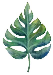 Ilustrácia Watercolor green monstera leaf isolated on, Anastasiia Dubitskaia, (40 x 40 cm)