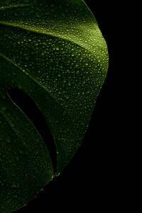 Ilustrácia young monstera leaf in droplets of water, Serhii_Yushkov