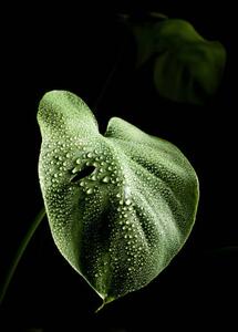Ilustrácia Close-up of leaves of monstera plant with dewdrops, Cavan Images
