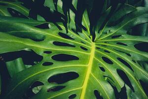 Ilustrácia Monstera Philodendron leaves - tropical forest, hanohiki