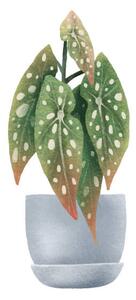 Ilustrácia Begonia Maculata, dots. Houseplant in pot., Ilona Myronenko, (40 x 40 cm)