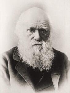 Umelecká fotografie Charles Darwin, English School,, (30 x 40 cm)