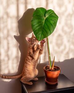 Ilustrácia Kitten and indoor plant philodendron, Rhisang Alfarid, (30 x 40 cm)