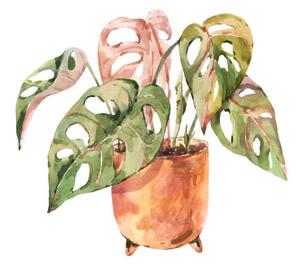 Ilustrácia Watercolor indoor plants, monstera urban jungle, Belus