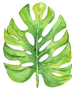 Ilustrácia Watercolor hand painted green tropical leaves,, DZHAMILIA ABDULAEVA
