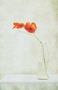 Ilustrácia Two Poppies in a Bottle, Delphine Devos, (26.7 x 40 cm)