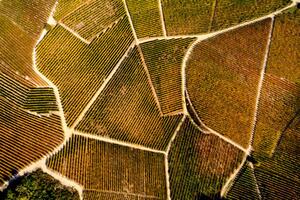 Umelecká fotografie Barolo Wine Region in Autum, Piedmont, Italy, Andrea Pistolesi, (40 x 26.7 cm)