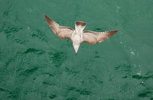 Umelecká fotografie Young Gull, Ade_Deployed, (40 x 26.7 cm)