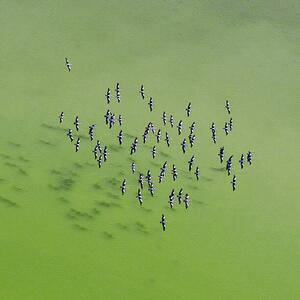 Umelecká fotografie Lake Eyre Aerial Image, Ignacio Palacios, (40 x 40 cm)