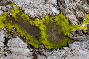 Umelecká fotografie Abstract view of moss on rocks, Kevin Trimmer, (40 x 26.7 cm)