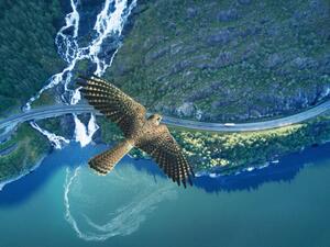 Fotografia Kestrel flying above ocean, rocky land,, Stanislaw Pytel