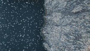Fotografia Gannets flying off the edge of, Abstract Aerial Art