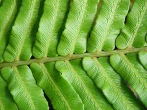 Umelecká fotografie Green blechnum fern leaf, Supersmario, (40 x 30 cm)