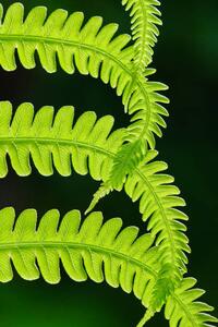 Fotografia Fresh green fern leaves. Macrophotography, Vlad Antonov, (26.7 x 40 cm)