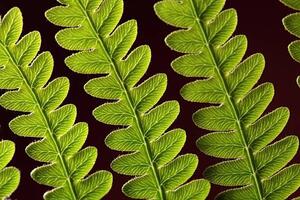 Fotografia Bracken Fern Leaf, weisschr, (40 x 26.7 cm)
