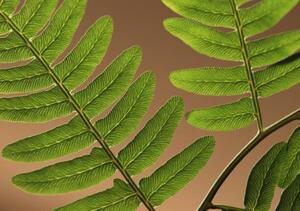Fotografia Highlighted leaf veins on fern fronds, Zen Rial