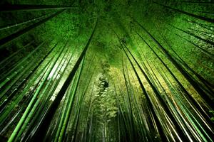 Fotografia Bamboo night, Takeshi Marumoto, (40 x 26.7 cm)