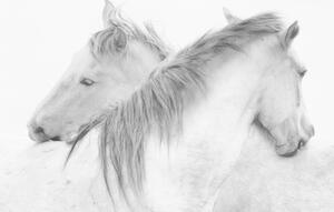Umelecká fotografie Horses, marie-anne stas, (40 x 26.7 cm)