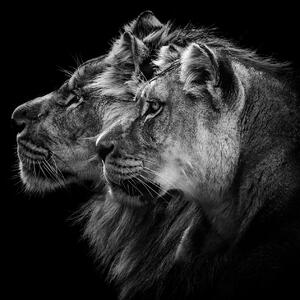 Umelecká fotografie Lion and Lioness Portrait, Laurent Lothare Dambreville, (40 x 40 cm)