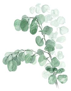 Ilustrácia Watercolor silver dollar eucalyptus, Blursbyai, (30 x 40 cm)