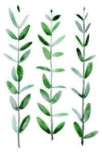 Ilustrácia Watercolor eucalyptus parvifolia, Blursbyai, (30 x 40 cm)
