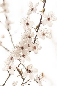 Umelecká fotografie Blossoming, Sisi & Seb, (26.7 x 40 cm)