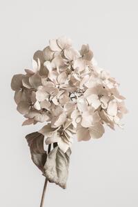 Fotografia Beige dried flower, Studio Collection, (26.7 x 40 cm)