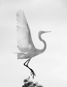 Umelecká fotografie Taking off, Vicki Lai, (30 x 40 cm)