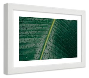 Gario Plagát Detailný záber na kvapky na liste Farba rámu: Biela, Veľkosť: 100 x 70 cm