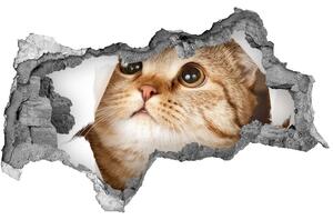 Diera 3D fototapeta na stenu nálepka Mačka nd-b-52539481
