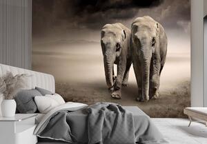 Fototapeta Pár slonov Materiál: Vliesová, Rozmery: 200 x 140 cm