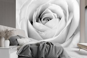 Fototapeta Biela ruža, detailný záber na púčik Materiál: Vliesová, Rozmery: 300 x 210 cm