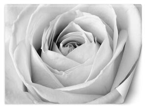 Fototapeta Biela ruža, detailný záber na púčik Materiál: Vliesová, Rozmery: 200 x 140 cm
